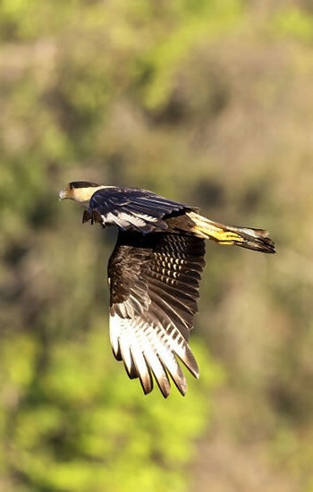 caracara