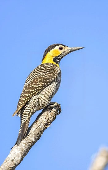 picapau