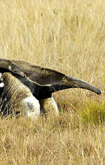 tamandua