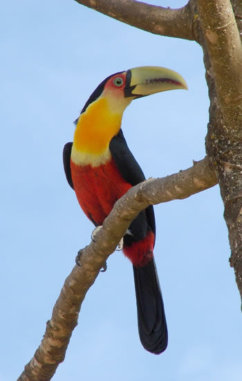 tucano